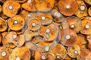 View from above of pile of fresh rebollon mushrooms (Lactarius deliciosus) in the market