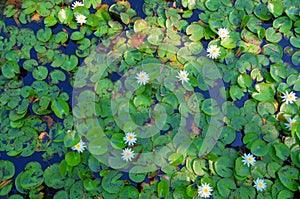 VIew from above on pond, lake covered with water lilies