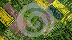 A view from above shows the intricate patterns of interplanted crops in the biofuel farm resembling a colorful mosaic of