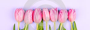 View from above of spring tulips on violet background. Horizontal long banner for web design. Mockup for womens day, 8