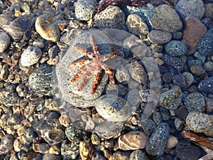 Starfish underwater in the beach