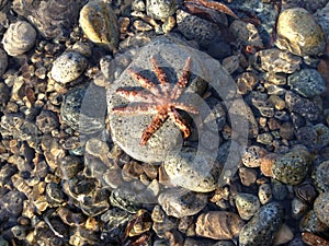 Starfish underwater in the beach