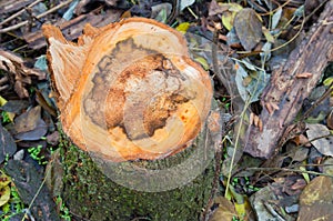 View from above on the surface of a fresh cut tree stump