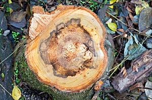 View from above on the surface of a fresh cut tree stump