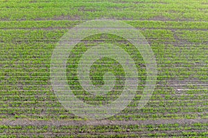 view from above on surface with young wheat, rye, barley, thirds, oats or grass on agro fields