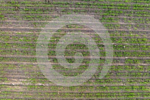 view from above on surface with young wheat, rye, barley, thirds, oats or grass on agro fields