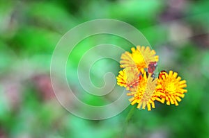 View from above to orange hawkweed