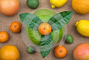 View from above on whole citrus fruits assortment