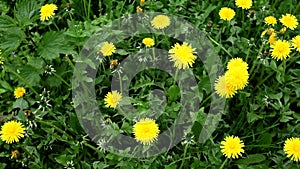 View from above on Yellow dandelion flowers on field with green grass.