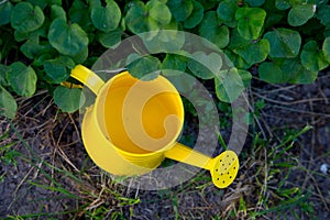 View from above. yellow metal watering can on the grass near the leaves of nasturtium. decor in the garden