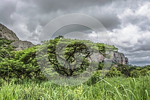 View of a Acacia tortilis tree, tropical landscape and mountains on background