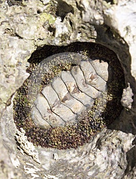 View of a Acanthopleura granulata