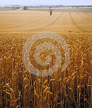 View across cornfield agricultural landscape