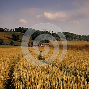 View across cornfield agricultural landscape