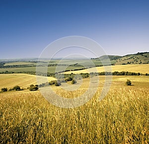 View across cornfield agricultural landscape