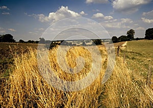 View across cornfield agricultural landscape