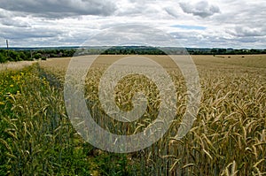 View across cornfield towards Basingstoke, Hampshire