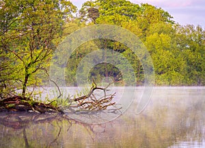 View across the Ellesmere Mere to fallen tree and mist