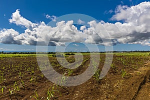 A view across fields of sugar cane growing on the Atlantic coast of Barbados