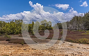 A view across the Lake area of Coombabah Lake Reserve, Queensland photo