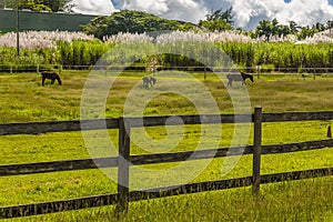 A view across a paddock towards the sugar cane fields in Barbados