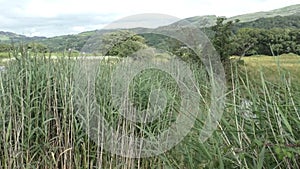 View across reeds toward Snowdonia