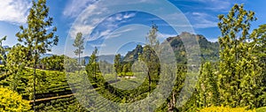 A view across the tea plantations in the highlands of Sri Lanka, Asia