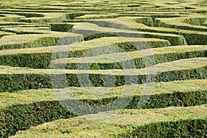 A view across the top of a maze with neatly trimmed yew hedges