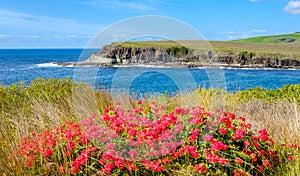 View across wild flowers at Loves Bay part of the Kiama to Gerringong Coastal Walk excellent for native wildlife and whale