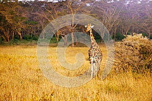 View of adult giraffe animal in Kenya savanna