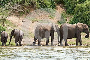View of the African bush elephants herd walking in the water before the trees