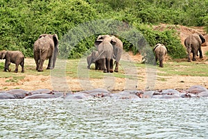 View of the African bush elephants herd walking by the water before the trees