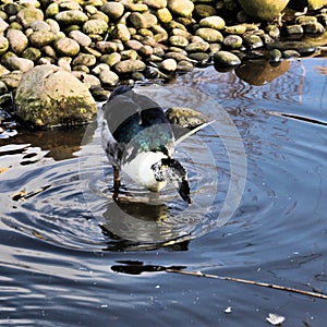 A view of an African Comb Duck