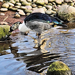 A view of an African Comb Duck