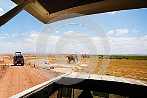 View of African elephant through jeep`s open roof