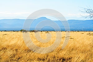 A view of african savannah