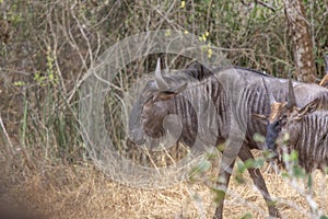 View of African wildebeest , detailed in natural habitat, Angola