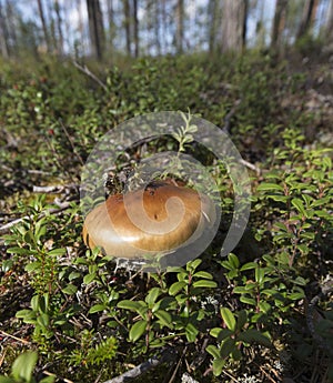 View of agaricales mushroom