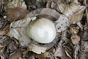 View of a agaricales mushroom photo