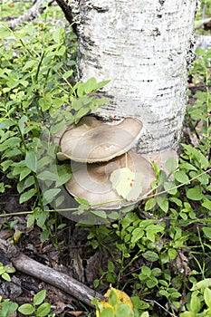 View of agaricales mushroom