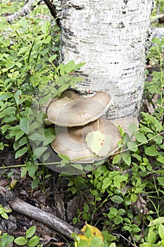 View of agaricales mushroom photo