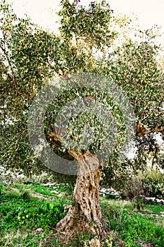 View of an aged olive tree in Peloponnese, Greece