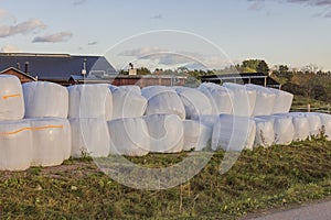 View of agricultural farm with hay harvested in plastic packaging on autumn day.