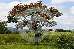 View at a agricultural field on Oribi gorge near Port Shepstone, South Africa