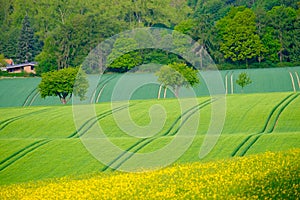 View on the agricultural yellow fields of rapeseed of Bad Pyrmont in Germany