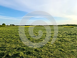 View of an agriculturally used field with green grass