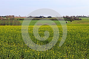 View of an agriculturally used field with green grass