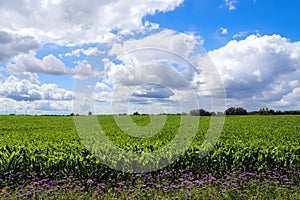 View of an agriculturally used field with green grass