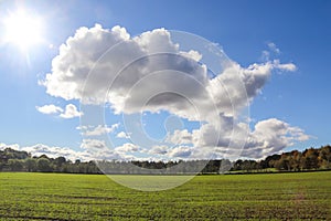 View of an agriculturally used field with green grass