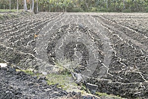 A view of agriculture field in a India